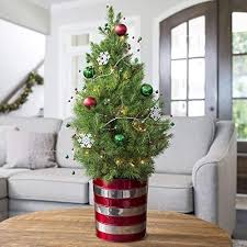 Jackson And Perkins Holiday Magic Tree Live Decorated Christmas Tree Potted Christmas Tree Tab In 2020 Potted Christmas Trees Christmas Flowers Tabletop Christmas Tree