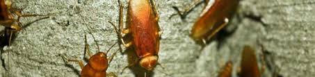 And, unfortunately, their population is declining, and it may cause various environmental problems in the being a professional entomologist, i have provided private pest control agencies with consultations and support on the ground bees subject from time to. Pest Control Skelton Saltburn Loftus Brotton 01287 599232