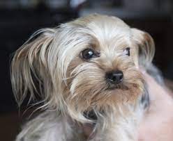 Craigslist is like an adoption agency with no standards or oversight. Tiny Spokane Valley Yorkshire Terrier Kidnapped And Sold On Craigslist Reunited With Owner The Spokesman Review