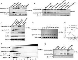 Dysbindin 1c Is Required For The Survival Of Hilar Mossy Cells And The Maturation Of Adult Newborn Neurons In Dentate Gyrus Journal Of Biological Chemistry