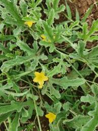 Image result for Cucumis ficifolius