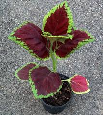 Image result for Coleus thyrsoideus