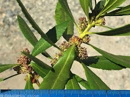 Image result for Myrica kandtiana