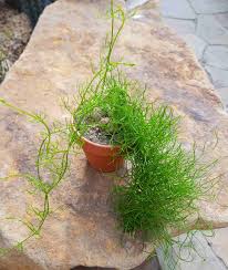 Image result for Bowiea volubilis