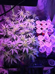 Veg Tent Fueled By Floraflex Nutrients Elite 91 Roots Urb