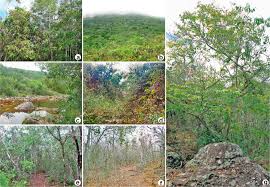 Image result for Maprounea