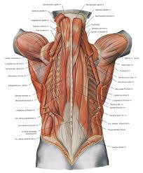 The back muscles start from the. Pin On Anatomia