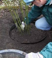 Bauen mit bambus in heim und garten japanwelt de. Bambus Einpflanzen Im Garten Floragard Gartenwelt