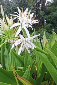 Image result for Crinum aurantiacum