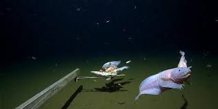Fishermen Captured Something Out Of This World In The Mariana Trench | by  The Mystery Seeker | Lessons from History | Medium