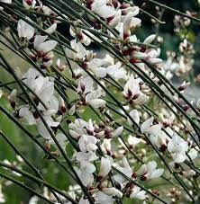 White Genista Winter Garden Plants Drought Tolerant Shrubs