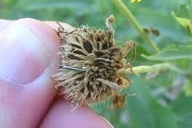 Image result for Verbesina encelioides