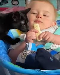 Animals Stealing Food