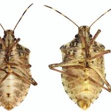 The invasive brown marmorated stink bug (bmsb), halyomorpha halys, has been found in numerous locations in california. Female Left And Male Right Brown Marmorated Stink Bugs Males Have Download Scientific Diagram