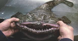 Documentingreality.com is 1 decade 2 years old. Crazy Looking Fish From The Deep Sea Cbs News