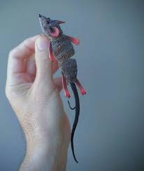 Image result for Turraea fischeri