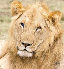 Wildlife Of Kenya Travel For Difference Why Do Cats Purr Different Colored Eyes Cat Colors