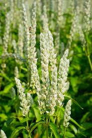 Image result for Justicia betonica