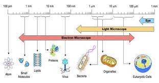 Most bacteria reproduce by binary fission. Different Size Shape And Arrangement Of Bacterial Cells