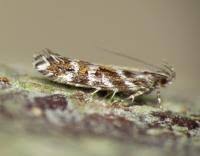 Image result for Ericinella