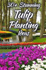 Check spelling or type a new query. 30 Stunning Tulip Planting Ideas Garden Tabs