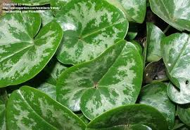 Harperi) asarum 'callaway' is a fabulous selection of the evergreen southeast us native, asarum harperi, discovered in the pine. Plantfiles Pictures Shuttleworth Ginger Mottled Ginger Callaway Asarum Shuttleworthii 1 By Irmaly