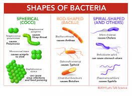 Introduction To Bacteria Let S Talk Science