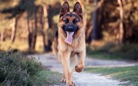 5 health benefits of bhunjangasana aka cobra pose. 440 German Shepherd Hd Wallpapers Background Images