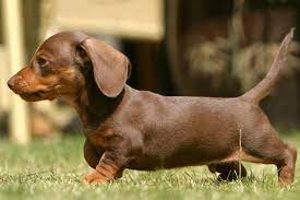 What you should know is that some dachshund coat texture and color are often more in demand than others may be. Pin On Razas Guardianes