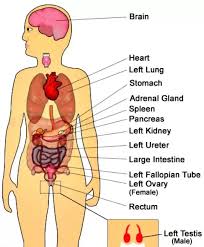 People may feel a shooting pain under the skin or a dull ache inside the back, depending on the cause. What Are The Probable Reasons For Leftside Body Pain From Head To Toe Quora