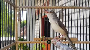 Download mp3 1 jam suara burung cici padi kepala merah dengan gemericik air materi pikat . Video Suara Pancingan Prenjak Sawah Paling Cepat Dan Ampuh Prejak Sawah Gacor Ngebren Video Music Dowload Options Music Broadcast