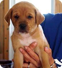Irish setter dogs for adoption in forestville, md, usa. Rockville Md Labrador Retriever Meet Brent A Pet For Adoption
