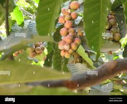 Image result for Aphanamixis