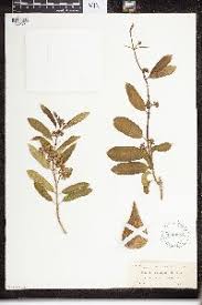 Image result for Marsdenia cynanchoides