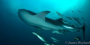 Voici le casting cinq étoiles de cette édition spéciale. Blue Planet Divers Dive Center Koh Lanta Thailand