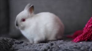 Hermelin Netherland Dwarf Baby Youtube