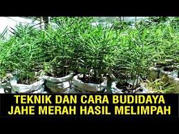 Teknik Dan Cara Budidaya Jahe Merah Hasil Melimpah Youtube Menanam Tanaman Kebun