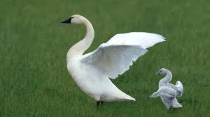 Trumpeter Swan Mom And Baby Mit Bildern Tierbilder Ausgestopftes Tier Vogel Als Haustiere