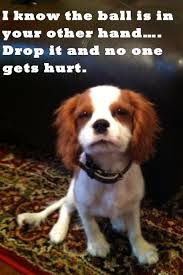 Cavalier King Charles Meme Drop The Ball Dogmeme Funny King Charles Spaniel King Charles Cavalier King Charles Spaniel