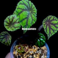 Image result for Begonia quadrialata