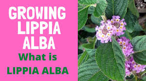 Image result for Lippia