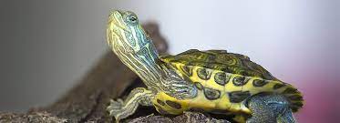 Which are the best small snake pets? Turtles As Pets Care Information Petsmart