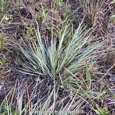 Image result for Eragrostis