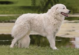 Maybe you would like to learn more about one of these? Maremma Sheepdog Breeds