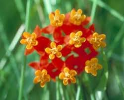 Butterfly Garden Asclepias Curassavica Silky Scarlet Milkweed 10 Seeds Milkweed Flower Milkweed Plant Asclepias