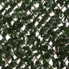 This is done by cutting of one of the stems and placing it in a jar of water until it grows roots. Ez Ivy Expandable Lattice With Ivy 8030 The Home Depot