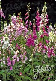 Image result for Digitalis purpurea alba/ red spots