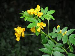 Image result for Senna floribunda
