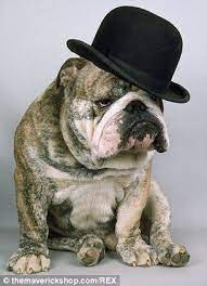 From A Bulldog In A Bowler To A Corgi In A Crown Hilarious Hounds In Hats Calendar Shows Dogs Getting All Dressed Up Pet Day Bulldog Pets