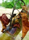 Image result for what is a effective fire blight treatment for pear trees